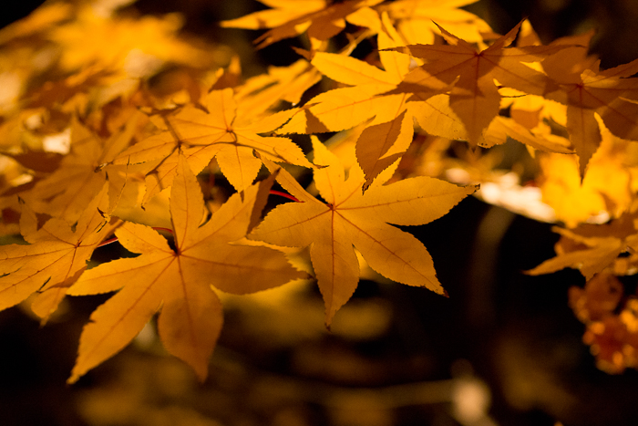 紅葉